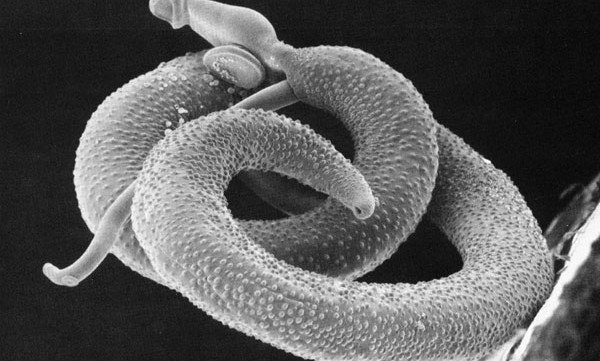 Helminths, commonly known as parasitic worms, infect one third of the world’s population, resulting in typically chronic and frequently deadly diseases. However, a clever parasite […]