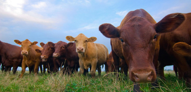 A group of scientists at Oxford University have created the world’s first cow that can produce chocolate milk. The study, published in Nature Genetics, is […]