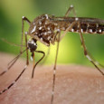 This week the World Health Organisation has convened an emergency meeting to discuss measures that can be taken against the Zika virus, which is becoming […]