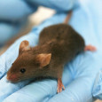 Elimination of worn out cells extends mice life span. Senescence is the term given to cells which have stopped dividing. It is a natural process […]
