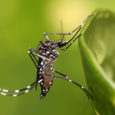 The Zika virus could spread to parts of Europe this summer, with areas around the Black Sea and the island of Madeira being the most […]