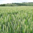 The UK may be about to take a small step closer toward commercial production of high-yielding genetically modified wheat. Agricultural institution Rothamsted Research has applied […]