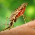 In a controversial referendum on Election Day, residents of Monroe County, Florida, approved a trial release of genetically modified (GM) mosquitoes. This means that the […]