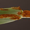 A new strain of wheat rust could be poised to spread across Europe and the Mediterranean, covering leaves and stems with a rusty brown growth. […]