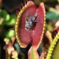 “I care more about Drosera than the origin of all the species in the world”- wrote Charles Darwin in a letter to famed geologist, mentor […]