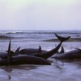 In the third largest whale beaching event in the history of New Zealand, over 400 pilot whales washed up onto the country’s South Island last […]