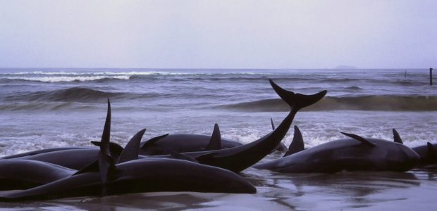 In the third largest whale beaching event in the history of New Zealand, over 400 pilot whales washed up onto the country’s South Island last […]