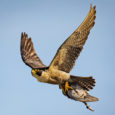 Members of the Oxford Department of Zoology have tracked peregrine falcons in the field as they attacked dummy prey – and discovered that they use […]