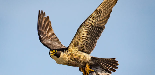 Members of the Oxford Department of Zoology have tracked peregrine falcons in the field as they attacked dummy prey – and discovered that they use […]