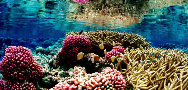              Coral Collapse: Could our world’s most wondrous marine environments be about to melt away? We have all heard about the dangers […]
