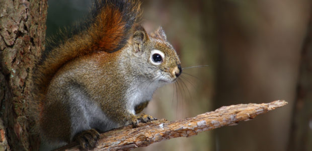 Lesions on the limbs, nose, and ears of red squirrels were recently observed in Scotland, leading to the discovery that the squirrels were infected with […]