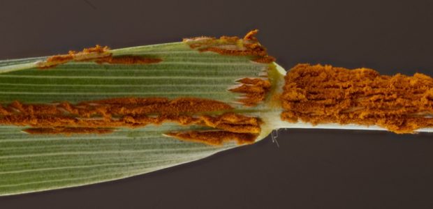 A new strain of wheat rust could be poised to spread across Europe and the Mediterranean, covering leaves and stems with a rusty brown growth. […]
